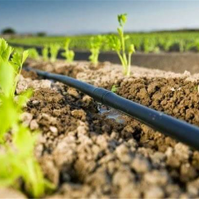 Application of Drip Irrigation Line